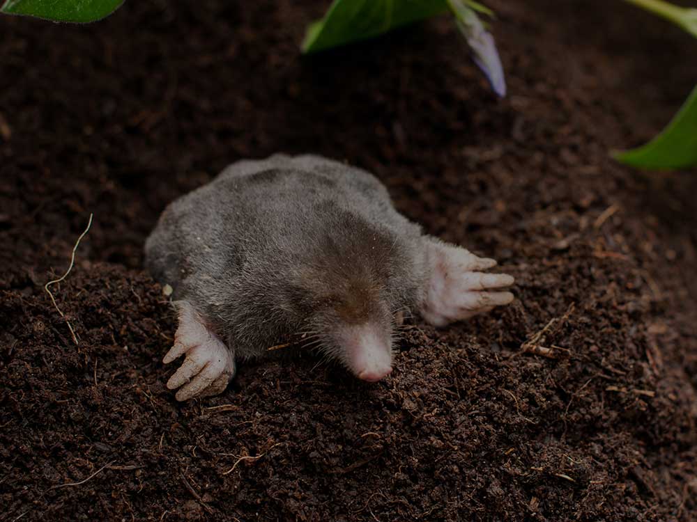 Pompton Lakes Lawn Pest Control