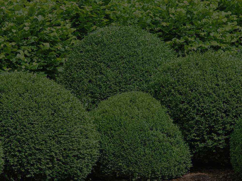 Pompton Lakes Shrubs and Hedges